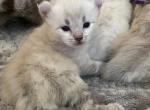 Ambassador grey Highlander - Highlander Kitten For Sale - Bridgeton&comma; NJ&comma; US