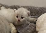 Winnifred Highlander - Highlander Kitten For Sale - 