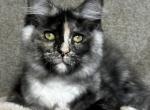 Ellada - Maine Coon Kitten For Sale - Pembroke Pines&comma; FL&comma; US