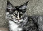 Emiliya - Maine Coon Kitten For Sale - 