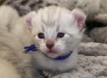 Sebastian Highlander - Highlander Kitten For Sale - Bridgeton&comma; NJ&comma; US