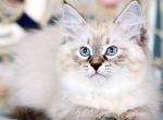 Daenerys - Siberian Kitten For Sale - Pembroke Pines&comma; FL&comma; US