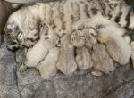 Highlander kittens - Highlander Kitten For Sale - Bridgeton&comma; NJ&comma; US