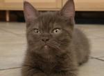 Mocha - Munchkin Kitten For Sale - Aquilla&comma; TX&comma; US