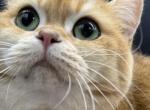 Golden Boy show cattery   NOT A BROKER or RESELLER - British Shorthair Kitten For Sale - Providence&comma; RI&comma; US
