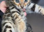Jag - Bengal Kitten For Sale - Punta Gorda&comma; FL&comma; US