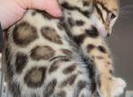 Leo - Bengal Kitten For Sale - Punta Gorda&comma; FL&comma; US