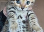 Cheetah - Bengal Kitten For Sale - Punta Gorda&comma; FL&comma; US
