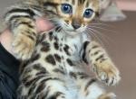 Goldie - Bengal Kitten For Sale - Punta Gorda&comma; FL&comma; US