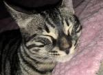 Rocky - Bengal Kitten For Adoption - NJ&comma; US