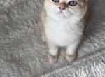 British kitten - British Shorthair Kitten For Sale - Hallandale&comma; FL&comma; US