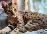 Retired Queen - Savannah Cat For Sale - Lakeland&comma; FL&comma; US