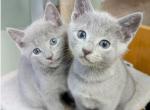 Russian Blue For You - Russian Blue Kitten For Sale - 
