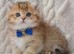 Benny - Munchkin Kitten For Sale - Pembroke Pines&comma; FL&comma; US
