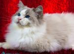 Wizard - Ragdoll Kitten For Sale - Pembroke Pines&comma; FL&comma; US