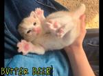 Persian American short hair kittens - Persian Kitten For Sale - Antioch&comma; CA&comma; US