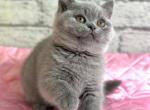 Iron - British Shorthair Kitten For Sale - Norwalk&comma; CT&comma; US
