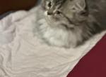 Tigger - Domestic Kitten For Sale - Perkasie&comma; PA&comma; US