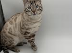 Legend - Bengal Cat For Sale - 