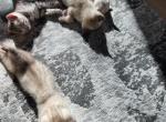 Bengalsdream - Bengal Kitten For Sale - Anna&comma; TX&comma; US