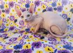 VDay - Sphynx Kitten For Sale - Vincennes&comma; IN&comma; US