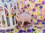 V - Sphynx Kitten For Sale - Vincennes&comma; IN&comma; US