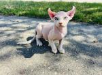 D litter - Sphynx Kitten For Sale - Vincennes&comma; IN&comma; US