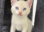 Surprise - Ragdoll Kitten For Sale - Largo&comma; FL&comma; US