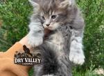 Blue Polydactyl - Maine Coon Kitten For Sale - Cookeville&comma; TN&comma; US