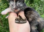 High Shaded Silver Tortoise - Maine Coon Kitten For Sale - Cookeville&comma; TN&comma; US