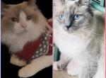Kats Ravishing Ragdolls May ragdoll kittens due - Ragdoll Kitten For Sale - Lancaster&comma; PA&comma; US