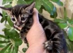 Charcoal Female Prada - Bengal Cat For Sale - Rocklin&comma; CA&comma; US