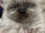 Hopper - Himalayan Kitten For Sale - Dover&comma; NH&comma; US