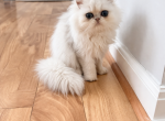 Pineapple Jr - Persian Kitten For Sale - 