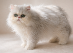 Pineapple Sr - Persian Kitten For Sale - 