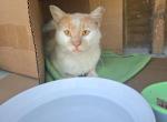 Indie - Domestic Cat For Adoption - Fort Pierce&comma; FL&comma; US