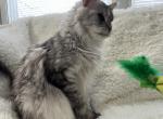 RACINE SPAYED ADULT MAINE COON - Maine Coon Cat For Sale/Retired Breeding - Warren&comma; OH&comma; US