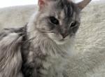 RACINE SPAYED ADULT MAINE COON - Maine Coon Cat For Sale/Retired Breeding - 