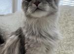 RACINE SPAYED ADULT MAINE COON - Maine Coon Cat For Sale/Retired Breeding - Warren&comma; OH&comma; US
