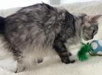 RACINE SPAYED ADULT MAINE COON - Maine Coon Cat For Sale/Retired Breeding - 