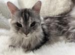 RACINE SPAYED ADULT MAINE COON - Maine Coon Cat For Sale/Retired Breeding - 