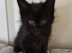 Raven - Maine Coon Kitten For Sale - Germantown&comma; MD&comma; US