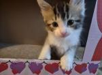 Maddie - Ragdoll Kitten For Sale - Germantown&comma; MD&comma; US
