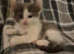 Mickie - Ragdoll Kitten For Sale - Germantown&comma; MD&comma; US