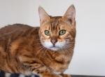 Mama Mia Bengal Cat - Bengal Cat For Sale - IL&comma; US