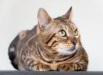 Tsunami Bengal Cat - Bengal Cat For Sale - IL&comma; US