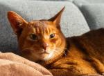 Peter - Abyssinian Cat For Sale - IL&comma; US