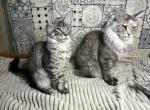 Cinco - Maine Coon Kitten For Sale - Birmingham&comma; AL&comma; US