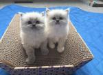 STlitter - Ragdoll Kitten For Sale - Goodrich&comma; MI&comma; US