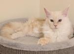Lainey Red Smoke - Maine Coon Kitten For Sale - Longmont&comma; CO&comma; US